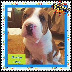 Thumbnail photo of Bartley #1