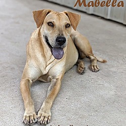 Thumbnail photo of Mabella #2