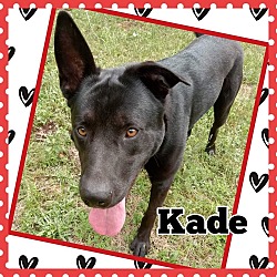 Thumbnail photo of Kade #1