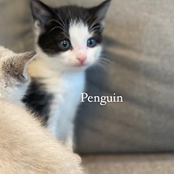 Photo of Penguin