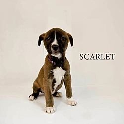 Photo of Scarlet