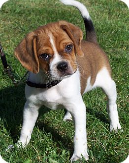 Pugs And Beagles Mix