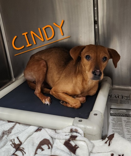Photo of Cindy* Ask about me, I'm in a foster home!