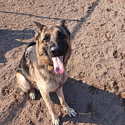 Photo of Sable