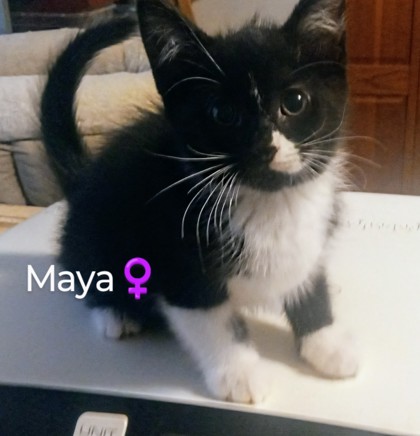 Photo of Maya
