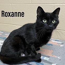 Photo of Roxanne
