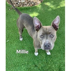 Photo of MILLIE