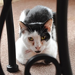 Photo of Patches