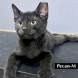 Thumbnail photo of CAT-PECAN #1