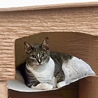 adopt a pet