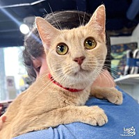 adopt a pet