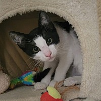 adopt a pet