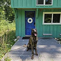 adopt-pet
