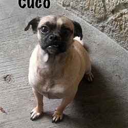 Thumbnail photo of Cuco #2