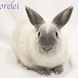 Thumbnail photo of Lorelei #1