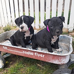 Photo of girl puppies