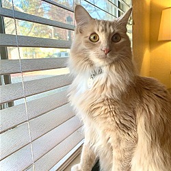 Photo of BUTTERS - Offered by Owner - Young female