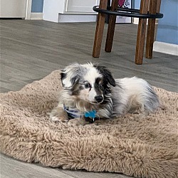 Photo of Patches