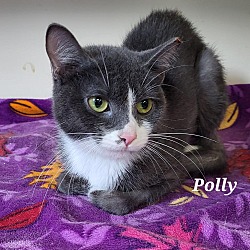 Photo of Polly