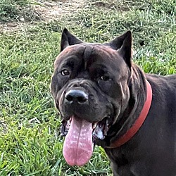 Dog for Adoption - Kane, a Cane Corso Mastiff in Manville, NJ