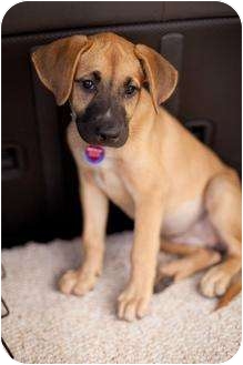 Lake Worth Fl Mastiff Meet Layla A Pet For Adoption - mountain cur puppies for sale in florida