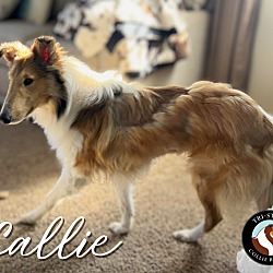 Thumbnail photo of Callie #3