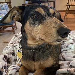 Ft Worth, TX - Dachshund/Jack Russell Terrier. Meet Archie a Pet for ...