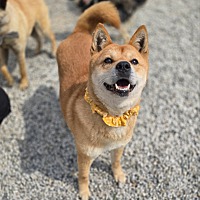 adopt a pet