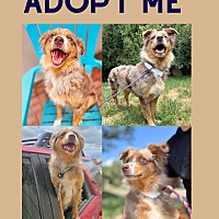 adopt a pet