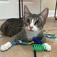 adopt a pet