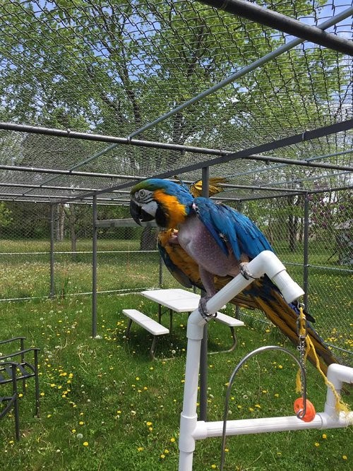 Adopt Charlie a Macaw bird in Edgerton, WI (25499999) | Male Macaw ...