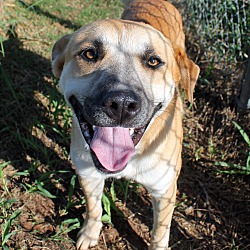 Photo of Romeo