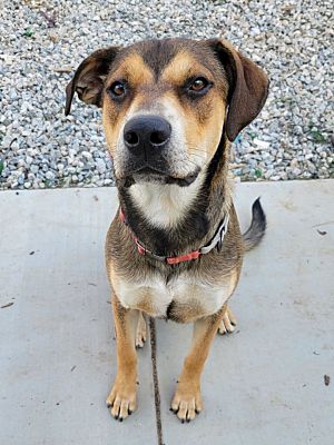 Anza, CA - German Shepherd Dog/Labrador Retriever. Meet Maximus a Pet ...