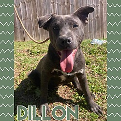 Photo of Dillion
