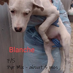 Thumbnail photo of Blanche #4