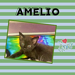 Photo of Amelio