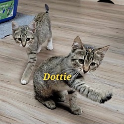 Thumbnail photo of Dottie #4