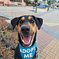 adopt a pet