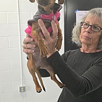 adopt a pet