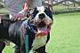 BOULDERFACE - American Bulldog available for adoption