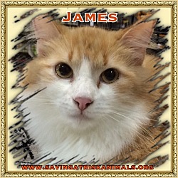 Thumbnail photo of James #2