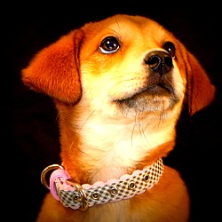 Thumbnail photo of Bonnie~adopted!! #4