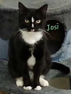 petsmart mite treatment