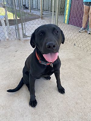 Portland, OR - Labrador Retriever. Meet Onyx a Pet for Adoption ...