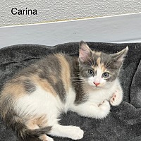 Photo of Carina / Orphan  (F)