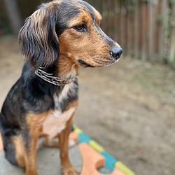 Photo of Ember