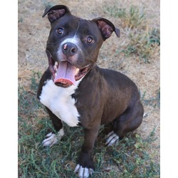 Photo of DEX