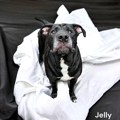 Thumbnail photo of Jelly #2