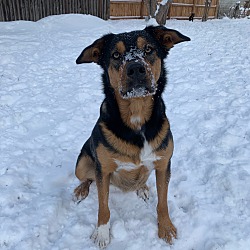 Thumbnail photo of Maddox - Shepherd/Cattle Dog #3