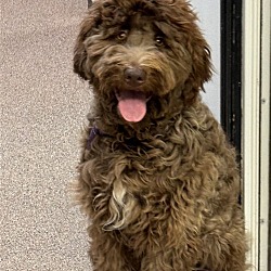 Photo of Koko the Cavapoo